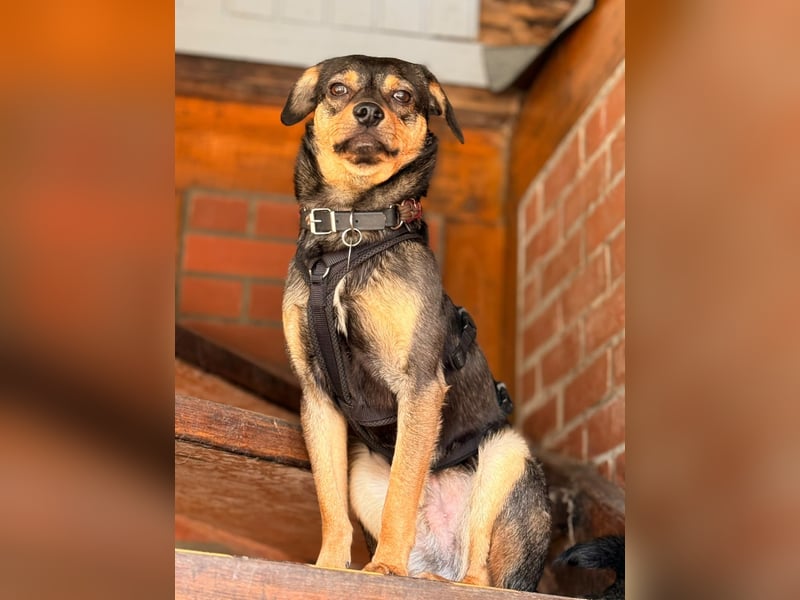 ❤️Sanfter Tiaro sucht dich✨evtl Pinscher Mix