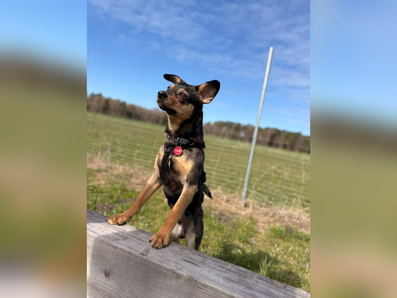 ❤️Sanfter Tiaro sucht dich✨evtl Pinscher Mix