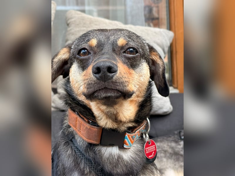 ❤️Sanfter Tiaro sucht dich✨evtl Pinscher Mix