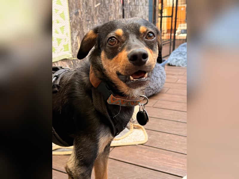 ❤️Sanfter Tiaro sucht dich✨evtl Pinscher Mix