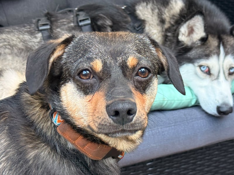 ❤️Sanfter Tiaro sucht dich✨evtl Pinscher Mix