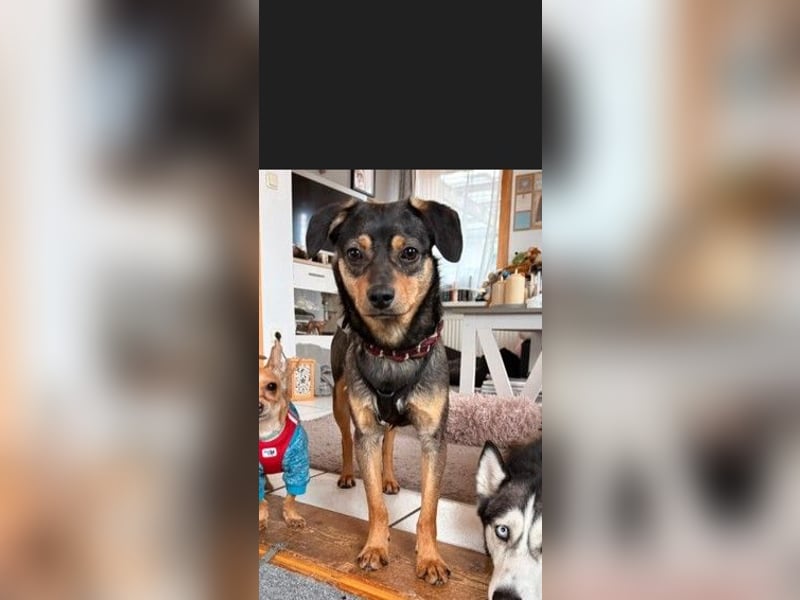 ❤️Sanfter Tiaro sucht dich✨evtl Pinscher Mix