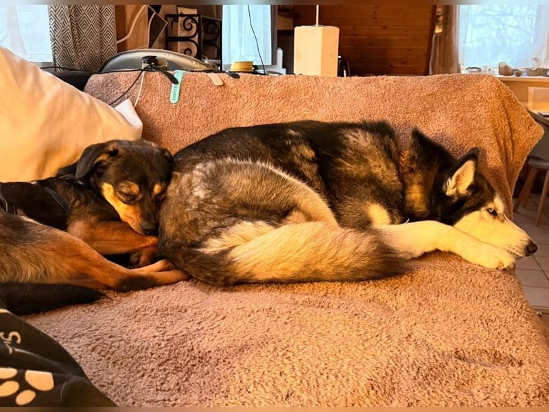 ❤️Sanfter Tiaro sucht dich✨evtl Pinscher Mix