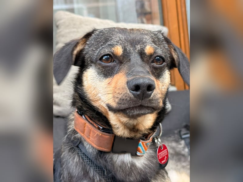 ❤️Sanfter Tiaro sucht dich✨evtl Pinscher Mix