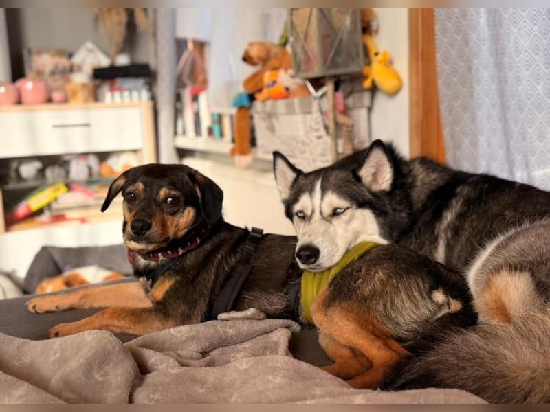 ❤️Sanfter Tiaro sucht dich✨evtl Pinscher Mix