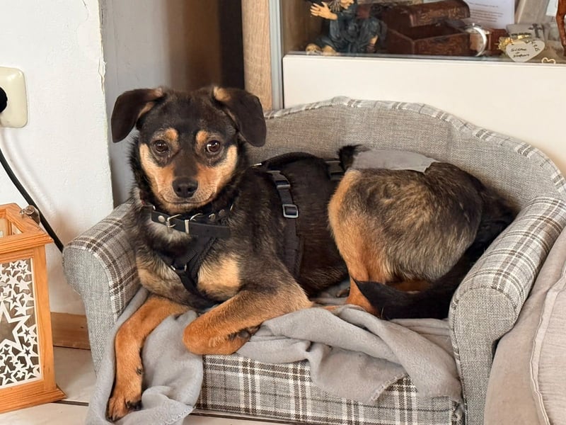 ❤️Sanfter Tiaro sucht dich✨evtl Pinscher Mix