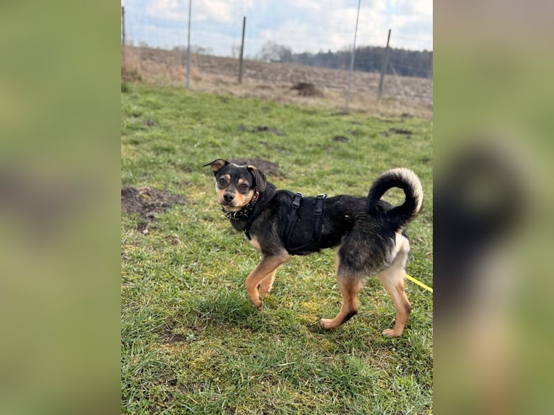 ❤️Sanfter Tiaro sucht dich✨evtl Pinscher Mix