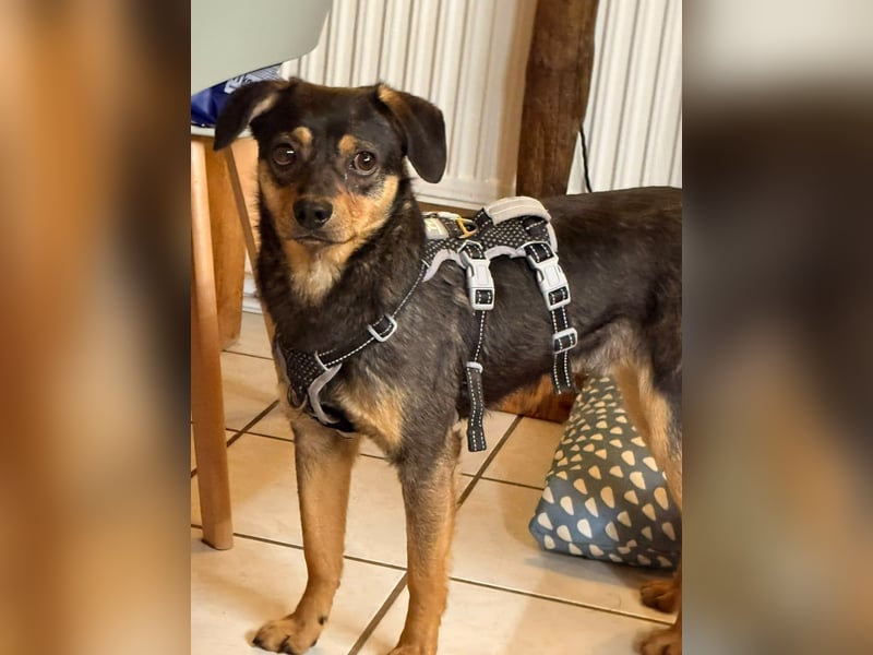 ❤️Sanfter Tiaro sucht dich✨evtl Pinscher Mix