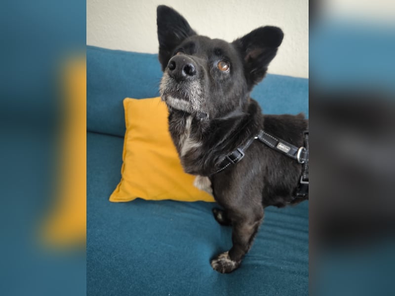 Handlicher, bescheidener Hundejunge, 6J., bürotauglich, kastriert, gepflegt