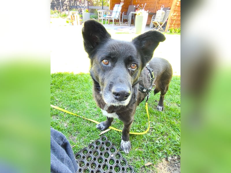 Handlicher, bescheidener Hundejunge, 6J., bürotauglich, kastriert, gepflegt