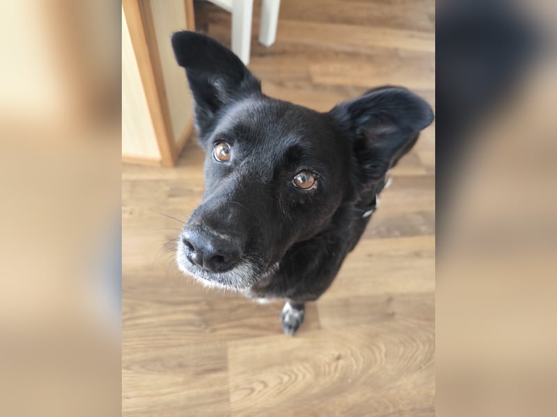 Handlicher, bescheidener Hundejunge, 6J., bürotauglich, kastriert, gepflegt