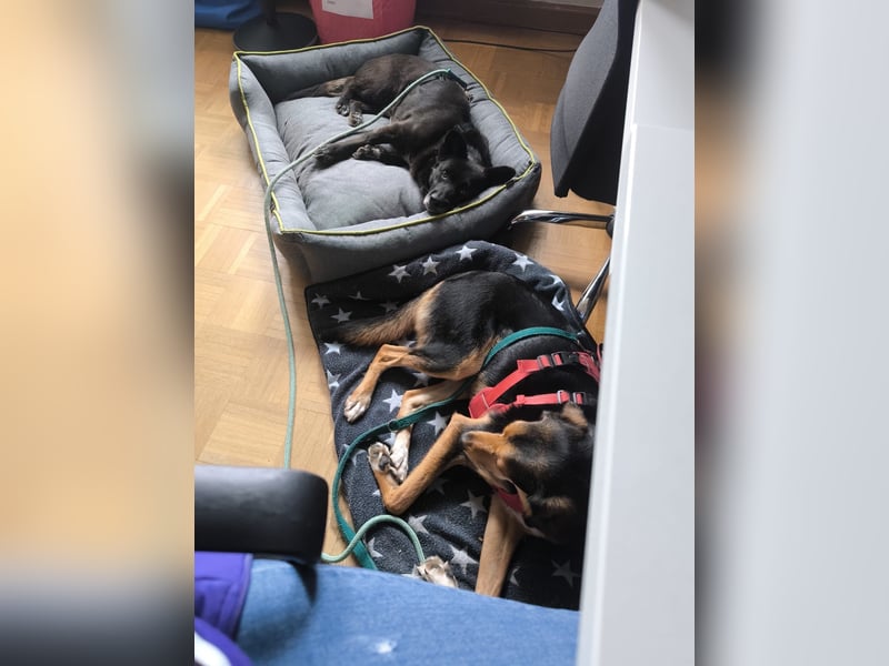 Handlicher, bescheidener Hundejunge, 6J., bürotauglich, kastriert, gepflegt