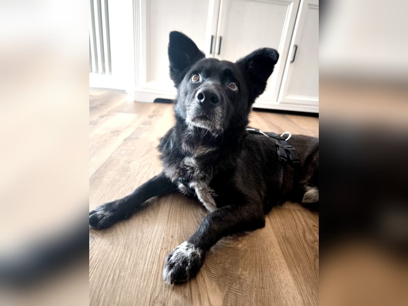 Handlicher, bescheidener Hundejunge, 6J., bürotauglich, kastriert, gepflegt