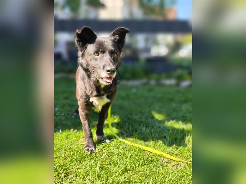 Handlicher, bescheidener Hundejunge, 6J., bürotauglich, kastriert, gepflegt