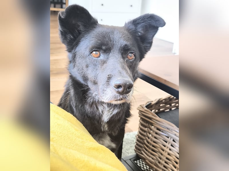 Handlicher, bescheidener Hundejunge, 6J., bürotauglich, kastriert, gepflegt
