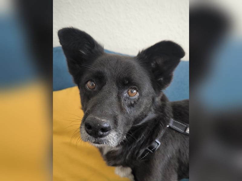 Handlicher, bescheidener Hundejunge, 6J., bürotauglich, kastriert, gepflegt