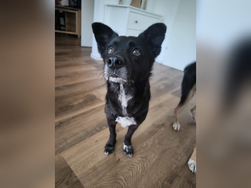 Handlicher, bescheidener Hundejunge, 6J., bürotauglich, kastriert, gepflegt