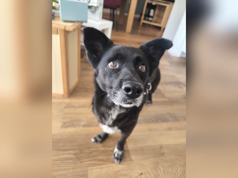 Handlicher, bescheidener Hundejunge, 6J., bürotauglich, kastriert, gepflegt