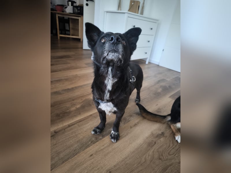 Handlicher, bescheidener Hundejunge, 6J., bürotauglich, kastriert, gepflegt