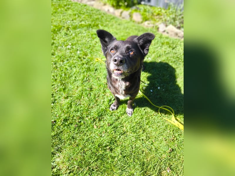 Handlicher, bescheidener Hundejunge, 6J., bürotauglich, kastriert, gepflegt