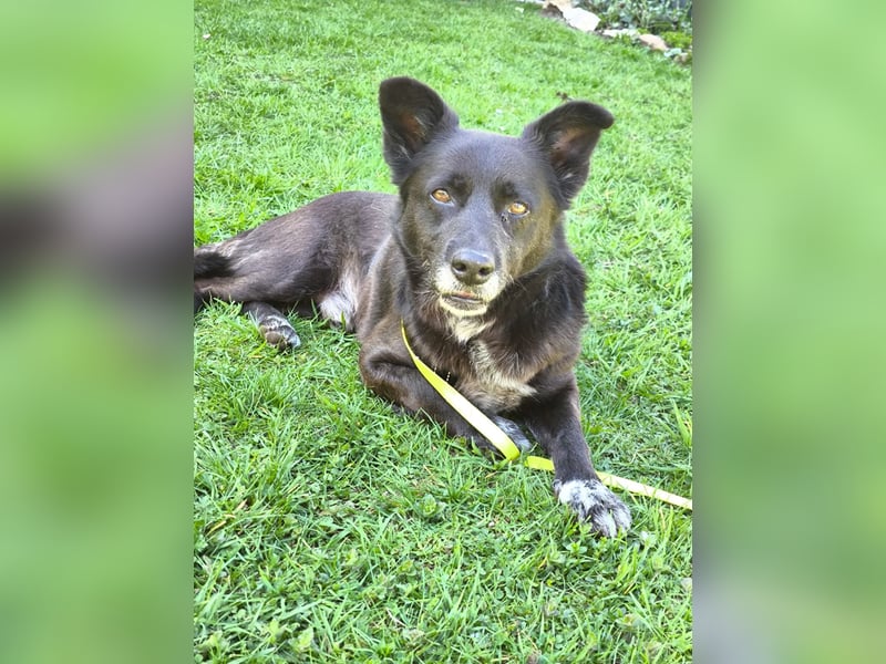 Handlicher, bescheidener Hundejunge, 6J., bürotauglich, kastriert, gepflegt