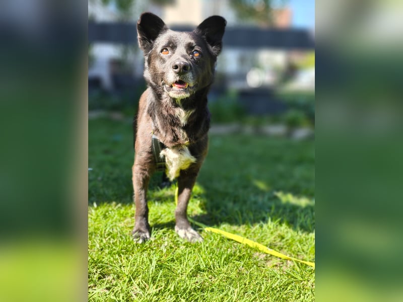 Handlicher, bescheidener Hundejunge, 6J., bürotauglich, kastriert, gepflegt