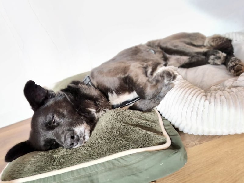 Handlicher, bescheidener Hundejunge, 6J., bürotauglich, kastriert, gepflegt