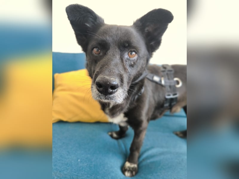 Handlicher, bescheidener Hundejunge, 6J., bürotauglich, kastriert, gepflegt