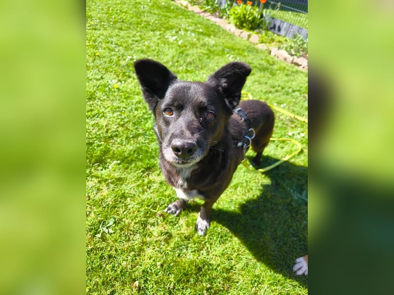 Handlicher, bescheidener Hundejunge, 6J., bürotauglich, kastriert, gepflegt