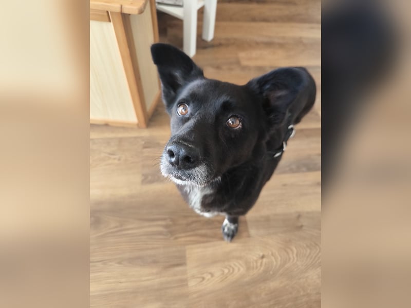 Handlicher, bescheidener Hundejunge, 6J., bürotauglich, kastriert, gepflegt