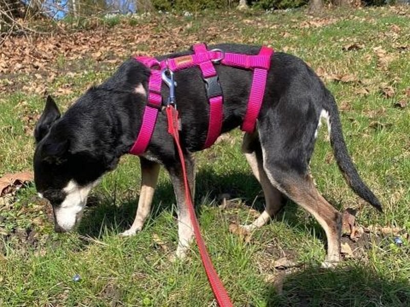 - Cookie wartet in 66386 St. Ingbert -