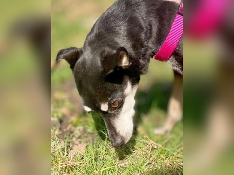 - Cookie wartet in 66386 St. Ingbert -