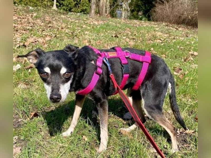 - Cookie wartet in 66386 St. Ingbert -