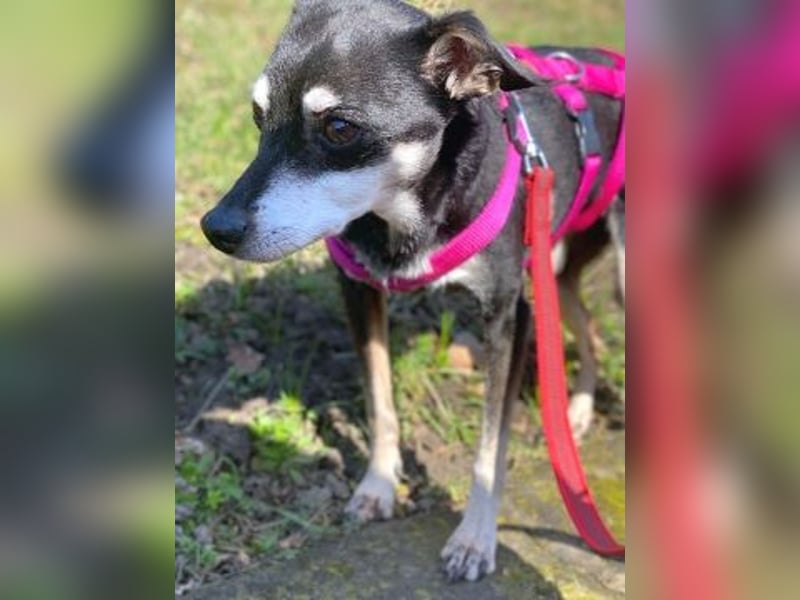 - Cookie wartet in 66386 St. Ingbert -