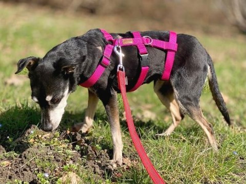- Cookie wartet in 66386 St. Ingbert -