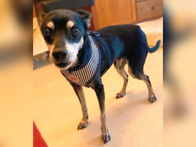 - Cookie wartet in 66386 St. Ingbert -