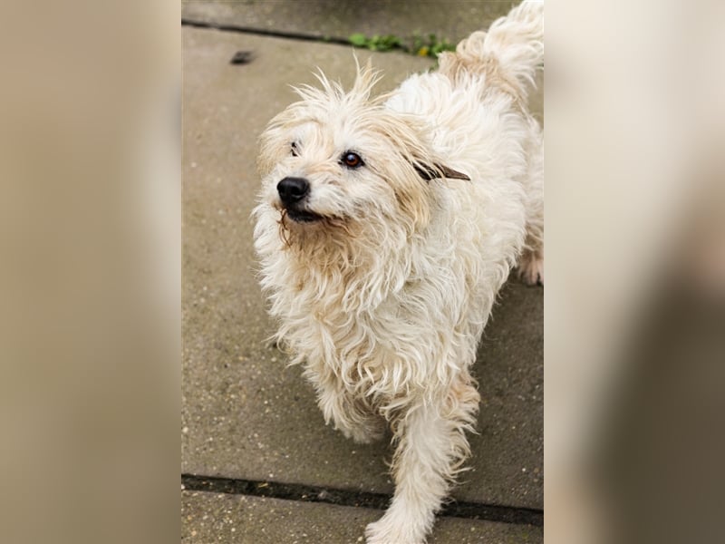 Dizel sucht ein Zuhause