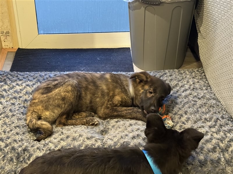 Süßes Welpenmädchen Luna sucht ihr Zuhause ❤️