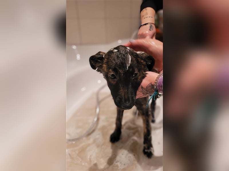 Süßes Welpenmädchen Luna sucht ihr Zuhause ❤️