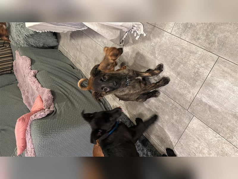 Süßes Welpenmädchen Luna sucht ihr Zuhause ❤️