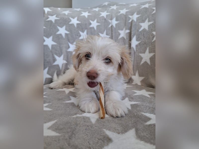 Sia - süßes, verspieltes Hunde-Mädchen sucht ein Zuhause