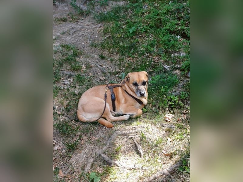 Tolo - anschmiegsamer, loyaler Rüde auf PS in 74374 Zaberfeld-Ochsenburg