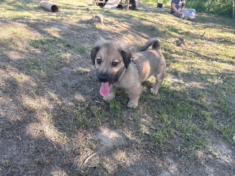 Marina - süßes, neugieriges Mini-Hundemädchen sucht das große Glück