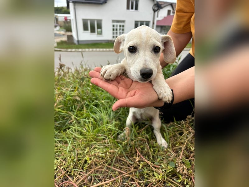 Lilo - Neugieriges, verspieltes Mädchen sucht ein Zuhause