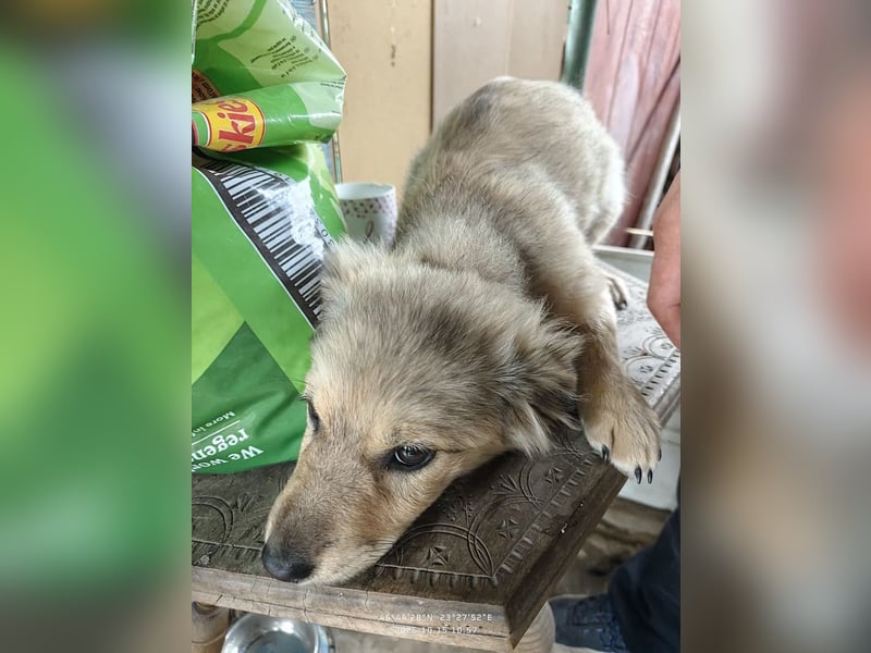 Nikki - verspieltes Welpen-Mädchen sucht ein Zuhause