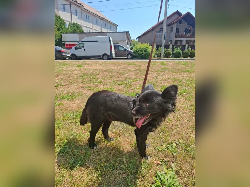 Bella - kleine süße Hündin sucht endlich ihr großes Glück
