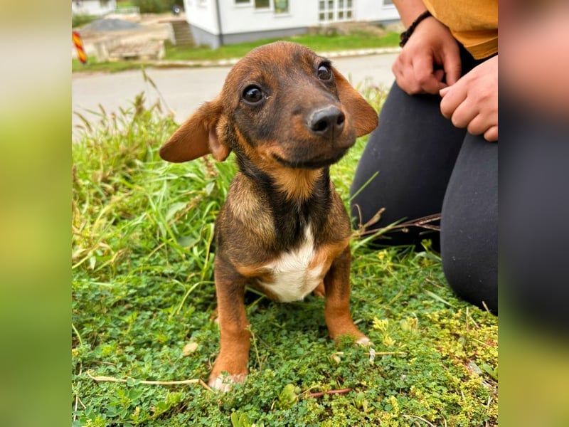 Hanni - neugieriges, verspieltes Mädchen sucht ein Zuhause