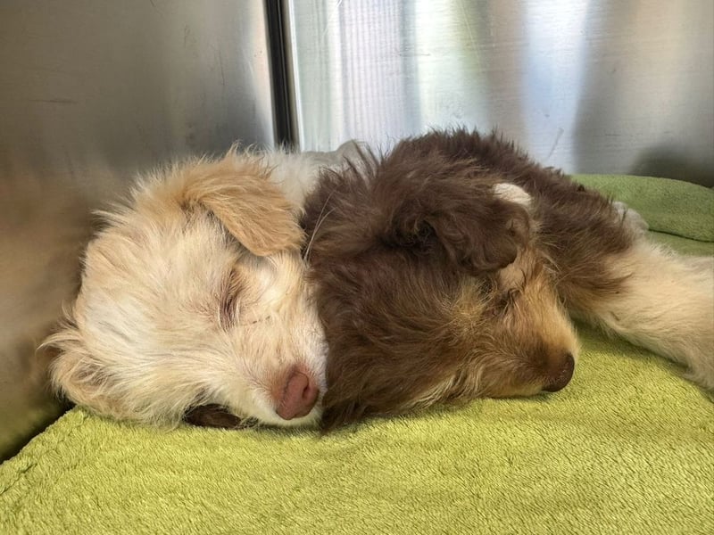 Sia - süßes, verspieltes Hunde-Mädchen sucht ein Zuhause