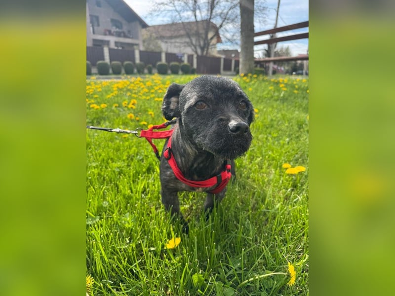 Onyx - freundliche, verspielte kleine Hündin sucht ein Zuhause