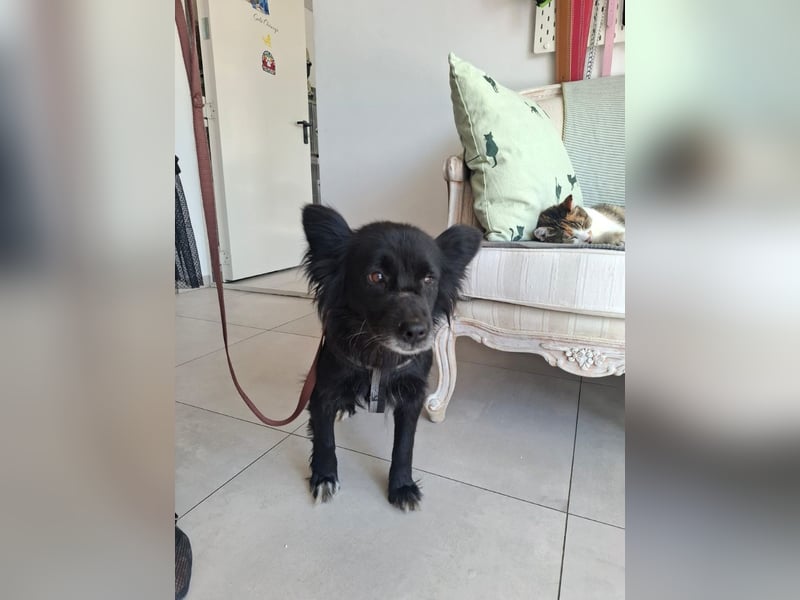 Bella - kleine süße Hündin sucht endlich ihr großes Glück